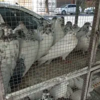 کبوتر|پرنده|بروجن, |دیوار