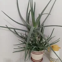 گل آلوئه ورا مولد