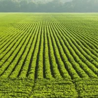 هزار-متر-زمین-تنگ-خیاره-روبرو-باسکول-حاج-علی-میرزا