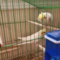 جفت عروس هلندی