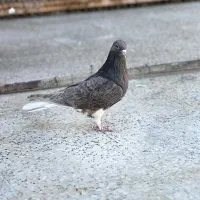 چپ سیاه جفتی|پرنده|شیراز, تندگویان|دیوار