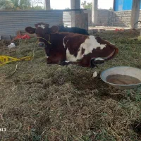 گاوفروشی|حیوانات مزرعه|بم, |دیوار