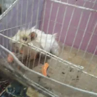 خوکچه هندی|موش و خرگوش|مشهد, هفت تیر (نه دره)|دیوار