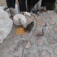 خروس|حیوانات مزرعه|شوشتر, |دیوار