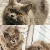 واگذاری گربه|گربه|بندرعباس, |دیوار