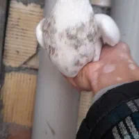 کبوتر طوق مولد|پرنده|مریوان, |دیوار