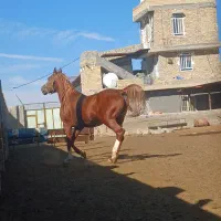 اسب سیلمی سواری