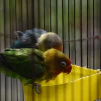 طوطی برزیلی|پرنده|ری, صفاییه (چشمه علی)|دیوار