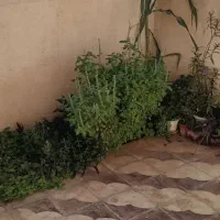 فروش منزل مسکونی|فروش زمین و ملک کلنگی|شیراز, جرسقان|دیوار
