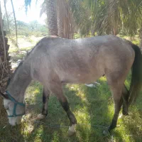 اسب ترکمن نریان