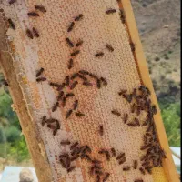 عسل تازه خلخال(برداشت پائیز ۱۴۰۴)|خوردنی و آشامیدنی|رشت, باهنر|دیوار