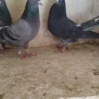 کبوتر پرشی آنتیک|پرنده|محمدشهر, محمدشهر|دیوار