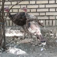 جوجه بوقلمون ۵ماهه