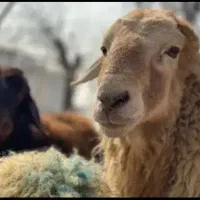 نذورات و..قربانی قیمت مناسب با مشاوره رایگان دام