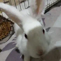 خرگوش