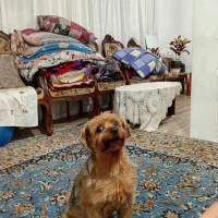 فروشی|سگ|کرج, حیدرآباد|دیوار