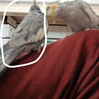 یک عروس هلندی و طوطی برزیلی|پرنده|اسلام‌شهر, شهرک سعیدیه|دیوار