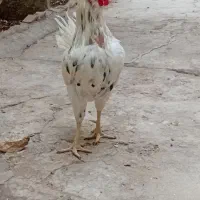خروس گلین