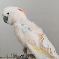 طوطی ملوکان سخنگو|پرنده|تهران, مروارید شهر|دیوار