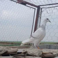 کبوتر ساراقون