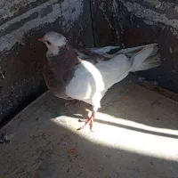 کفتر فوری|پرنده|مسجد سلیمان, |دیوار