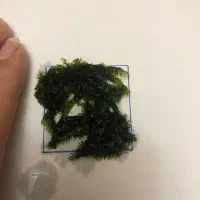 خزه اکواریوم|ماهی|تهران, نظامی گنجوی (توانیر)|دیوار