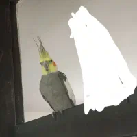 عروس هلندی نر با وسایل کامل|پرنده|روانسر, |دیوار