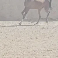 مادیان کره سالار۲