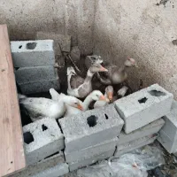 پنج عددغازمحلی