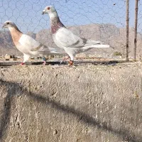 کبوتر|پرنده|شیراز, آزادگان|دیوار