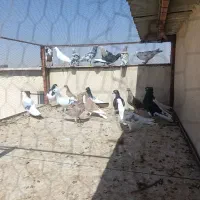 کفتر پرشی|پرنده|محمدیه-قزوین, |دیوار