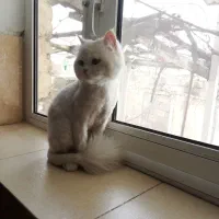 گربه خانگی|گربه|ارومیه, |دیوار