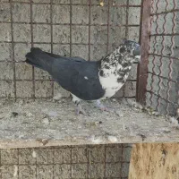 تعدادی کبوتر کاشونی و تهرانی به شرط معاوضه