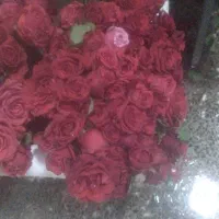 گل رز و داوودی