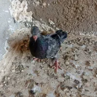 کبوتر