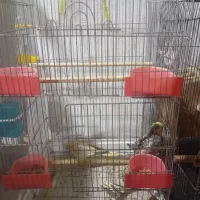 عروس هلندی|پرنده|لولمان, |دیوار