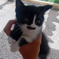 دو عدد بچه گربه