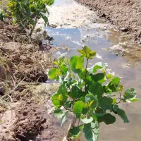 پیوند باغات پسته