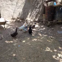 پنج عدد اردک
