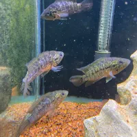 ردتایگر موتا گوئنسیس