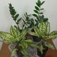 گل آگلونما برفی و زاموفیلیا|گل و گیاه طبیعی|زنجان, |دیوار