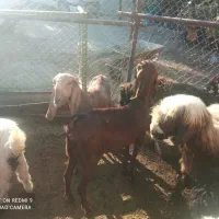 بز اصل|حیوانات مزرعه|بازفت, |دیوار