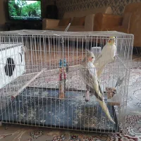 عروسی هلندی مولد|پرنده|بجنورد, |دیوار