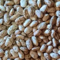 لوبیا پاک شده هم بذری هم خوراکی