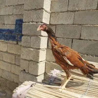 جوجه خروس اصیل|حیوانات مزرعه|سیب و سوران, |دیوار