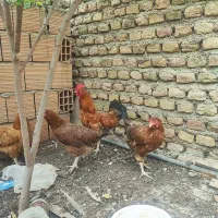 مرغ و خروس محلی
