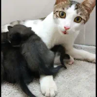 گربه گم شده