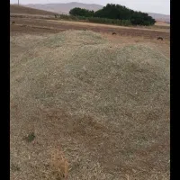 شبدر پرس شده اول چین
