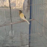 قنارینر|پرنده|کرمانشاه, |دیوار