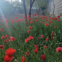 فروش-ویلا-وباغ